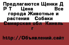 Предлагаются Щенки Д.Р.Т.  › Цена ­ 15 000 - Все города Животные и растения » Собаки   . Самарская обл.,Кинель г.